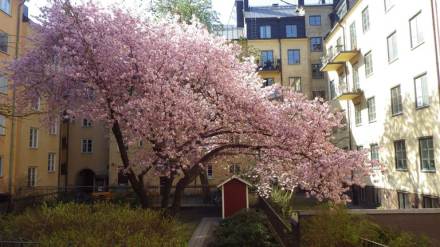 Sommarbild på träd
